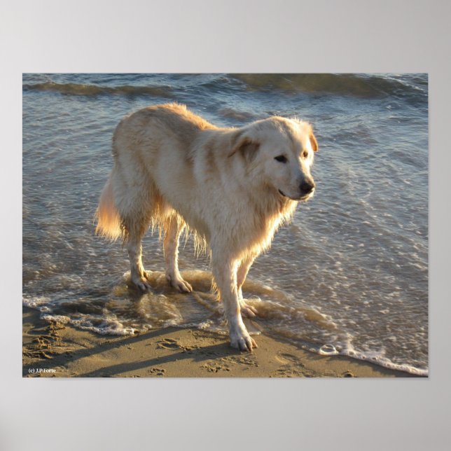 Affiche Chien sur le rivage (Devant)