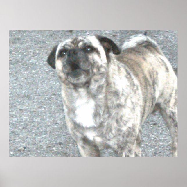 Affiche Chien taureau qui aboie (Devant)