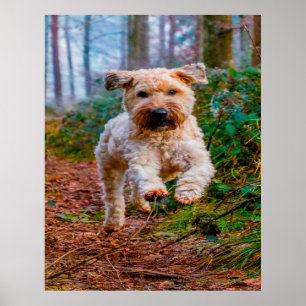 Affiche Chien Terrier Wheaten.