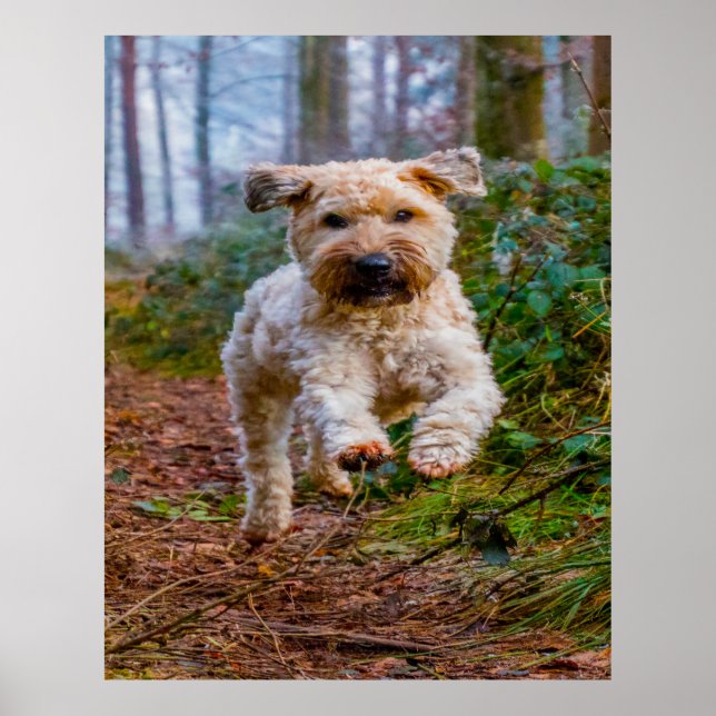 Affiche Chien Terrier Wheaten. (Devant)