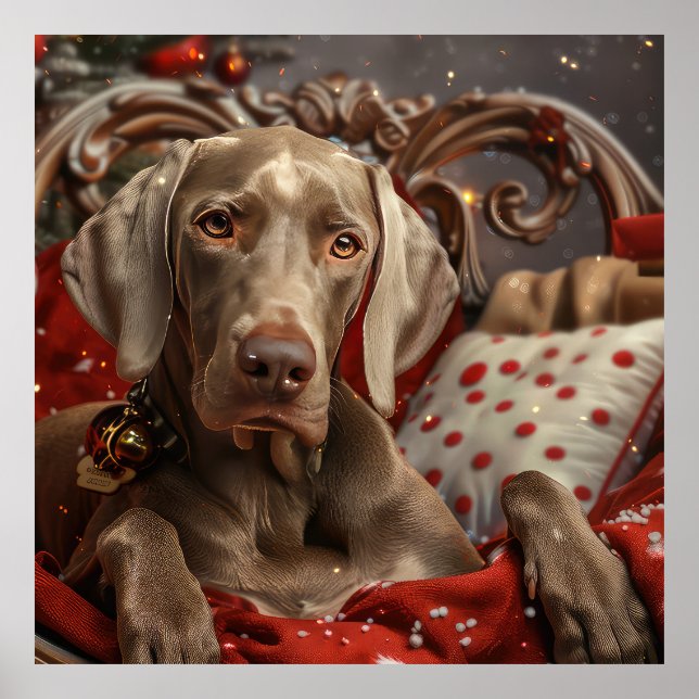 Affiche Chien Weimaraner Noël Festif (Devant)