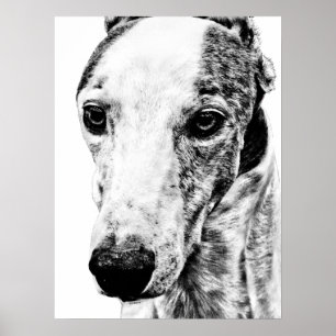 Affiche Chien Whippet