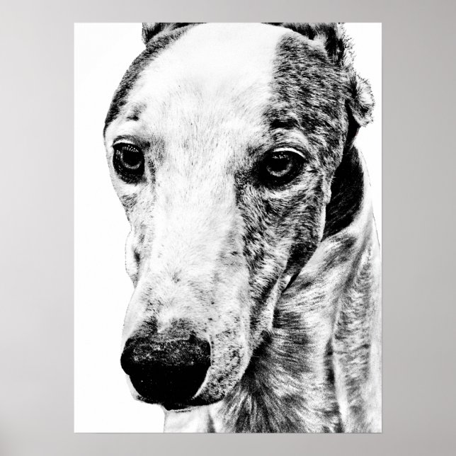 Affiche Chien Whippet (Devant)