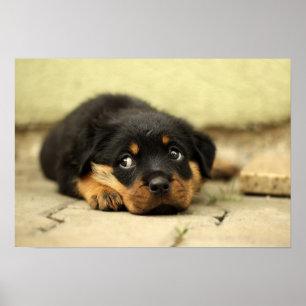 Affiche Chienchien de rottweiler de chiot