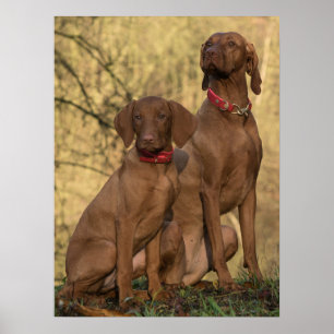 Affiche Chiens à dos de Vizsla