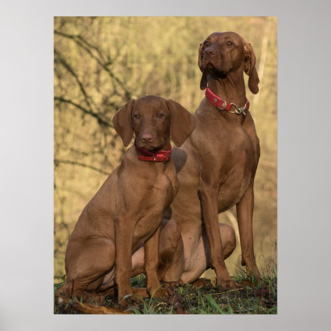 Affiche Chiens à dos de Vizsla (Devant)
