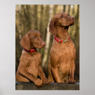 Affiche Chiens à dos de Vizsla