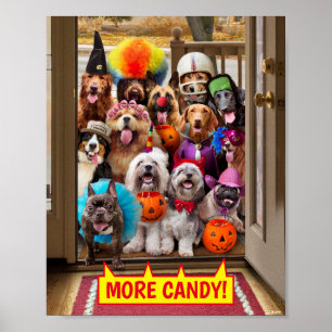 Affiche Chiens à la traîne