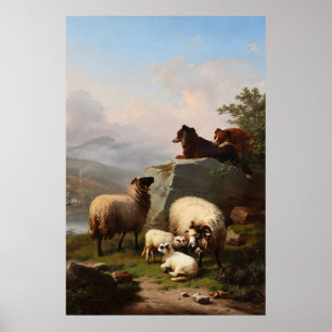 Affiche Chiens de mouton gardant le mouton, surplombant la