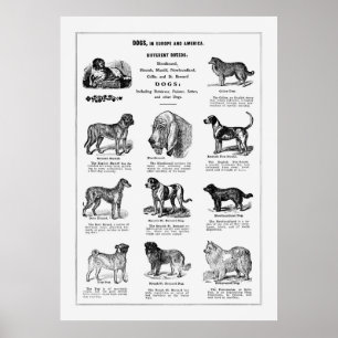 Affiche Chiens de races