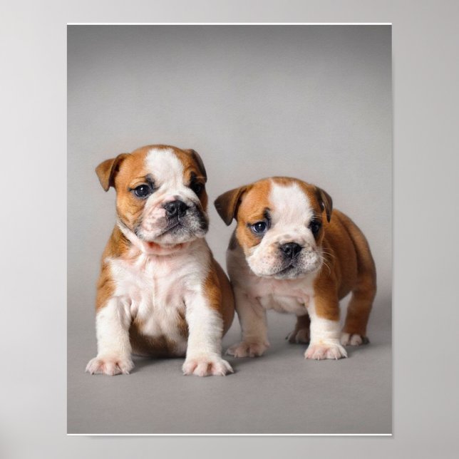 Affiche Chiens de taupe anglais | Couple mou Bulldog (Devant)