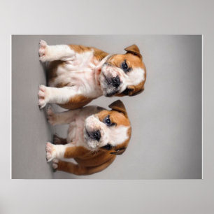 Affiche Chiens de taupe anglais   Couple mou Bulldog