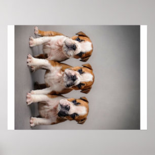 Affiche Chiens de taupe mignons Cadeau Amoureux des chie