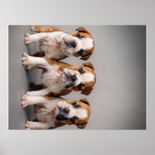 Affiche Chiens de taupe mignons Cadeau Amoureux des chie