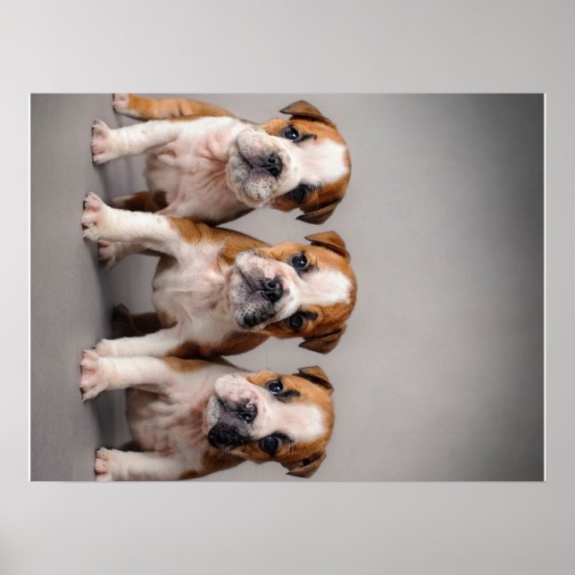 Affiche Chiens de taupe mignons | Cadeau Amoureux des chie (Devant)