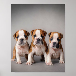 Affiche Chiens de taupe mignons Cadeau Amoureux des chie