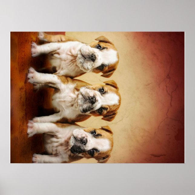 Affiche Chiens de taureau anglais vraiment mignons (Devant)