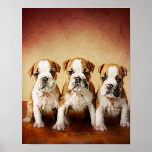 Affiche Chiens de taureau anglais vraiment mignons (Devant)