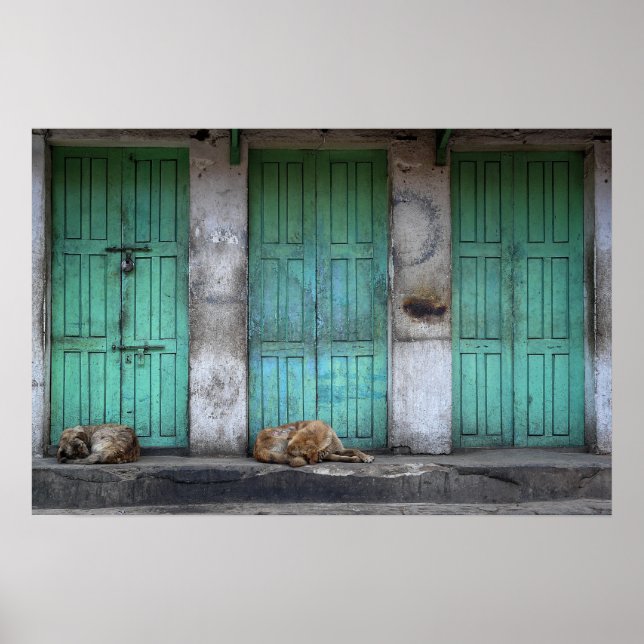 Affiche Chiens errants devant des portes vertes sales (Devant)