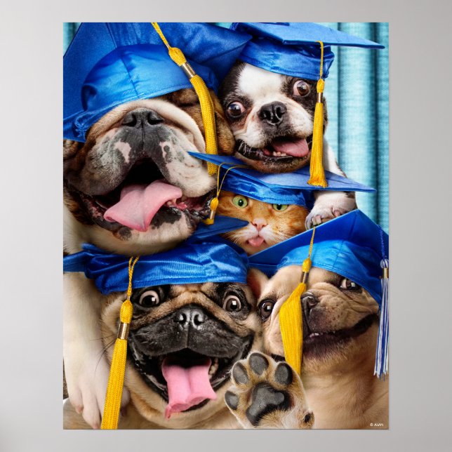 Affiche Chiens et chats diplômés en photomaton (Devant)