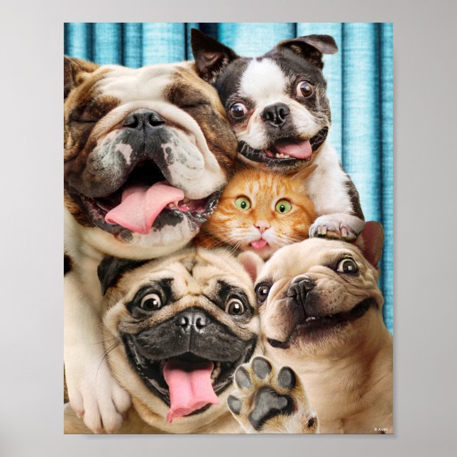 Affiche Chiens et photo d'un groupe de chats (Devant)