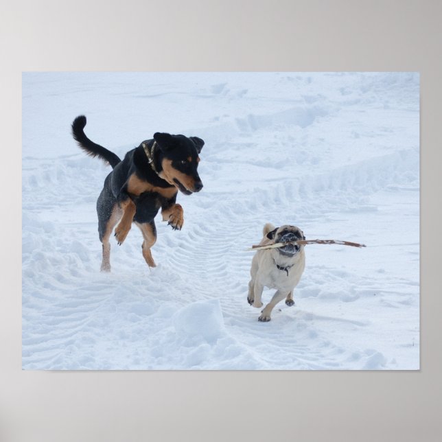 Affiche Chiens jouant dans la neige (Devant)