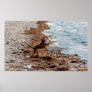 Affiche Chiens sur la plage