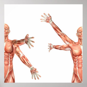 Affiche chiffre médical montrant le circumduction d'épaule