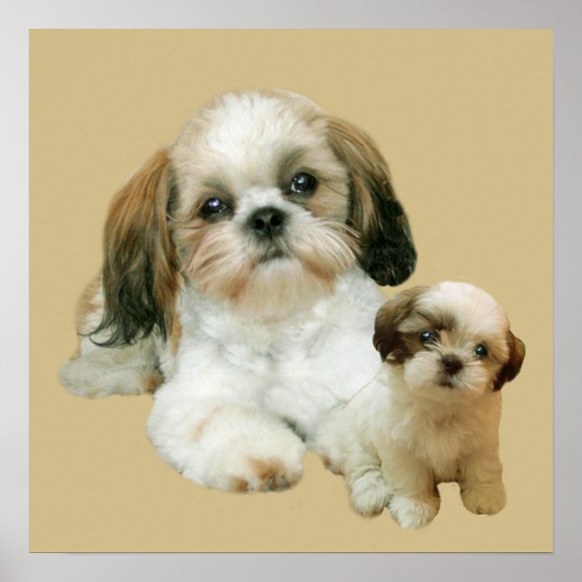 Affiche Chih Tzu Buddies Imprimer (Devant)