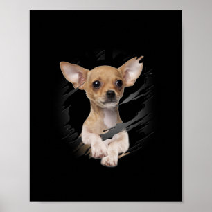 Affiche Chihuahua