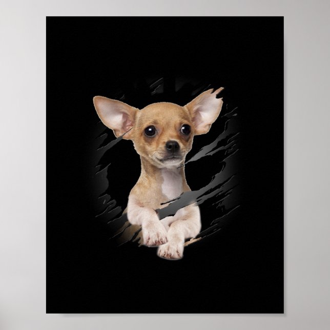 Affiche Chihuahua (Devant)