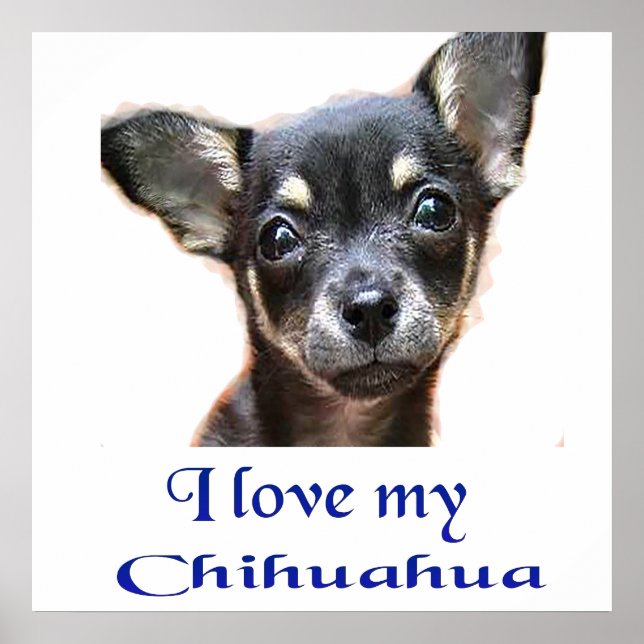 Affiche Chihuahua (Devant)