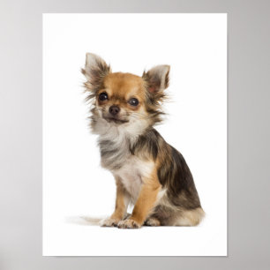 Affiche Chihuahua à cheveux longs