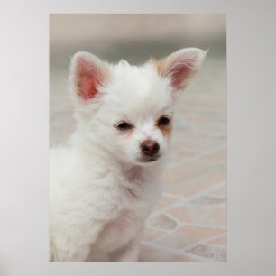 Affiche Chihuahua chiot dans un jardin