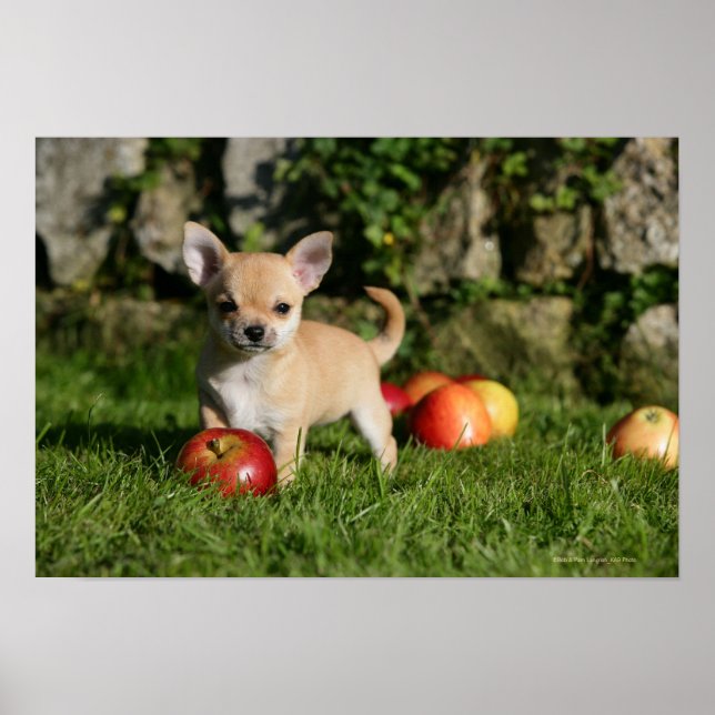 Affiche Chihuahua Chiuppy avec pommes (Devant)