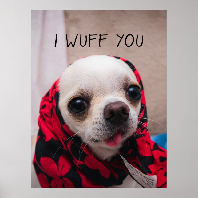 Affiche Chihuahua mignon Je t'aime amour Saint-Valentin (Devant)