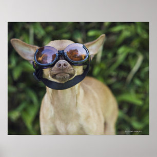 Affiche Chihuahua portant des lunettes