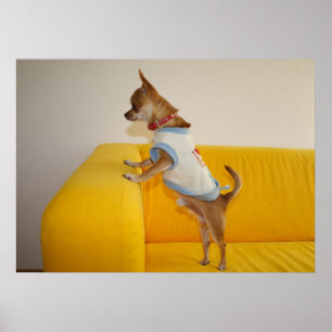 Affiche Chihuahua Puppy Sur Le Canapé Jaune