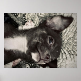 Affiche Chihuahua Smiling Print