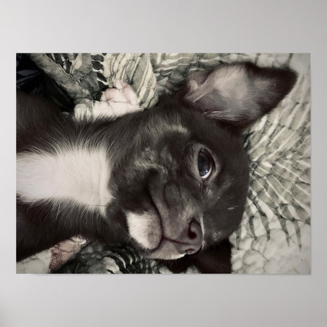 Affiche Chihuahua Smiling Print (Devant)