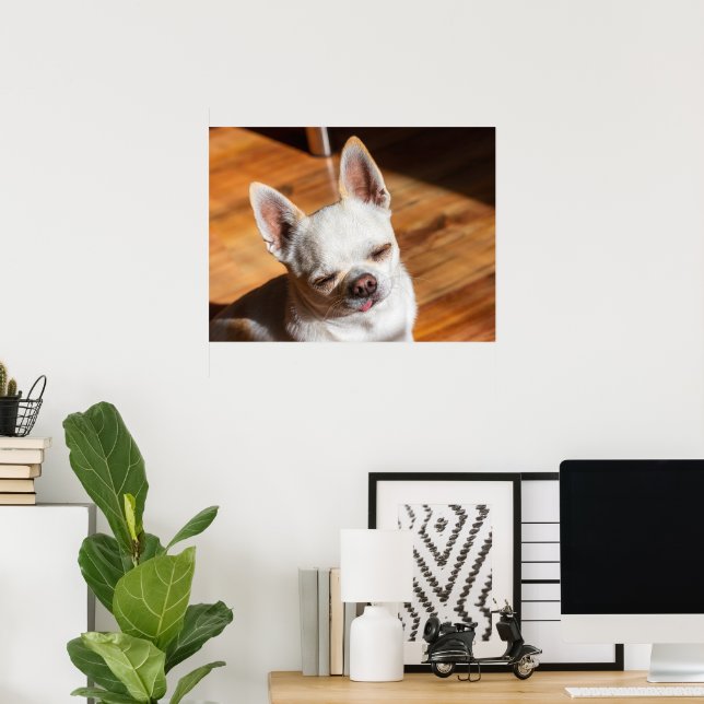 Affiche Chihuahua somnolent squint langue détendue dehors  (Bureau à domicile)
