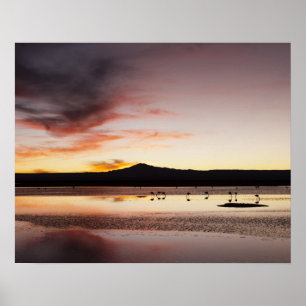 Affiche Chilean Flamingo