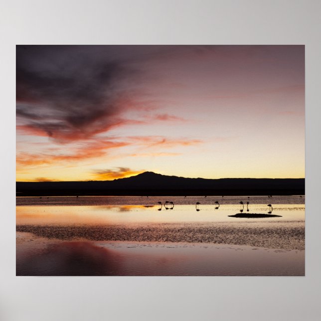 Affiche Chilean Flamingo (Devant)
