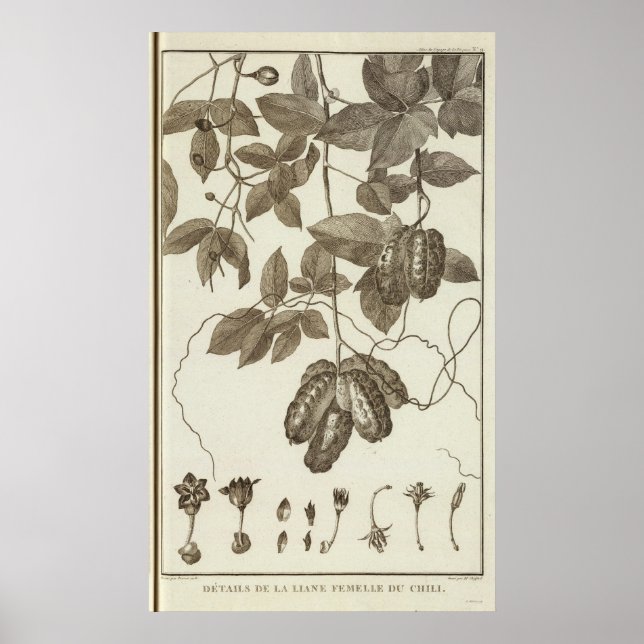 Affiche Chili 3 (Devant)