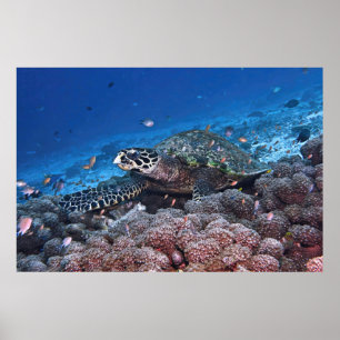 Affiche Chill Hawksbill