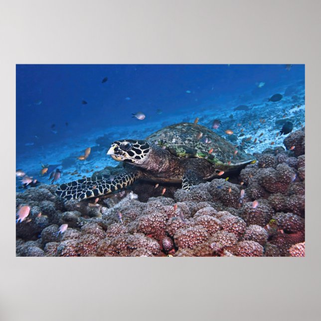 Affiche Chill Hawksbill (Devant)