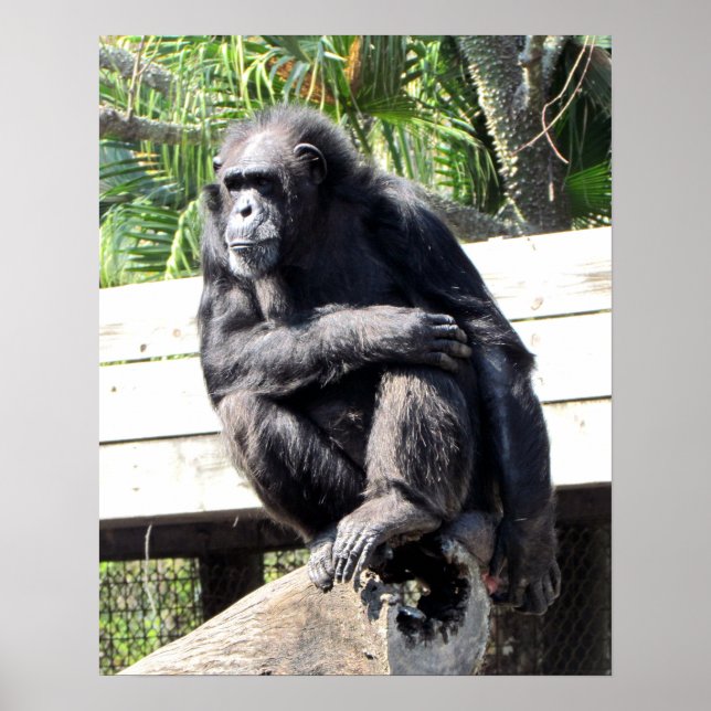Affiche Chimpanzé (Devant)