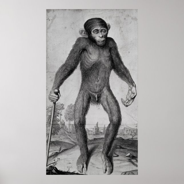 Affiche Chimpanzé, 1699 (Devant)