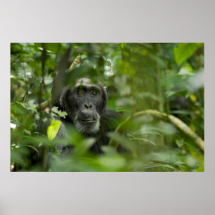 Affiche Chimpanzé caché dans la végétation