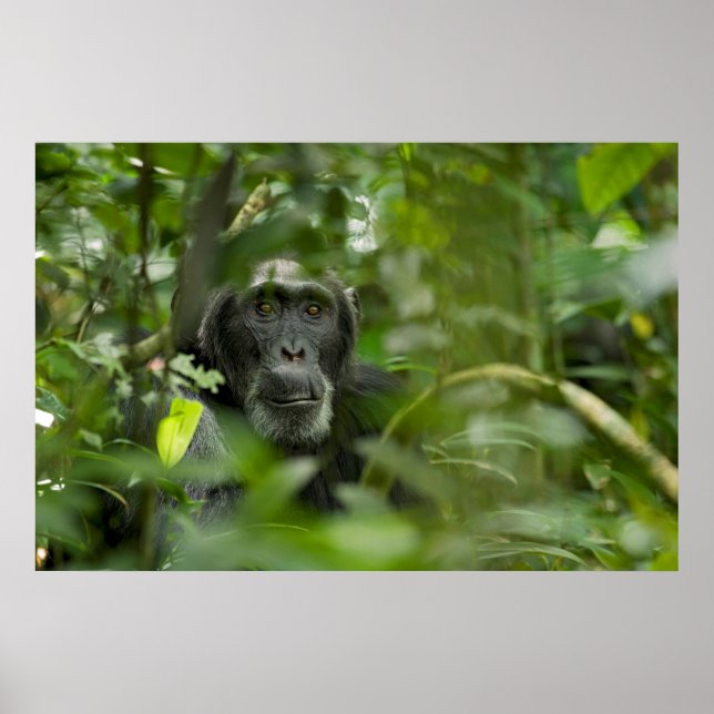 Affiche Chimpanzé caché dans la végétation (Devant)